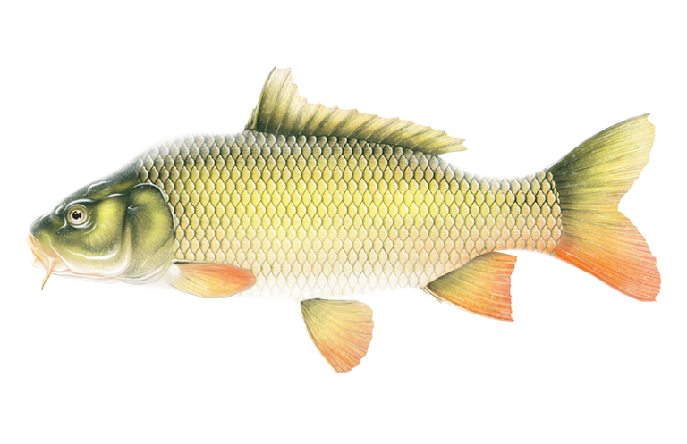 Common Carp – Discover Fishes
