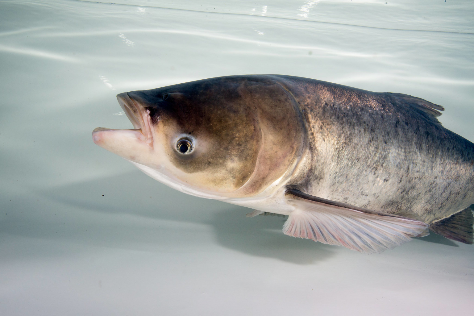 bighead-carp-asian-carp-canada