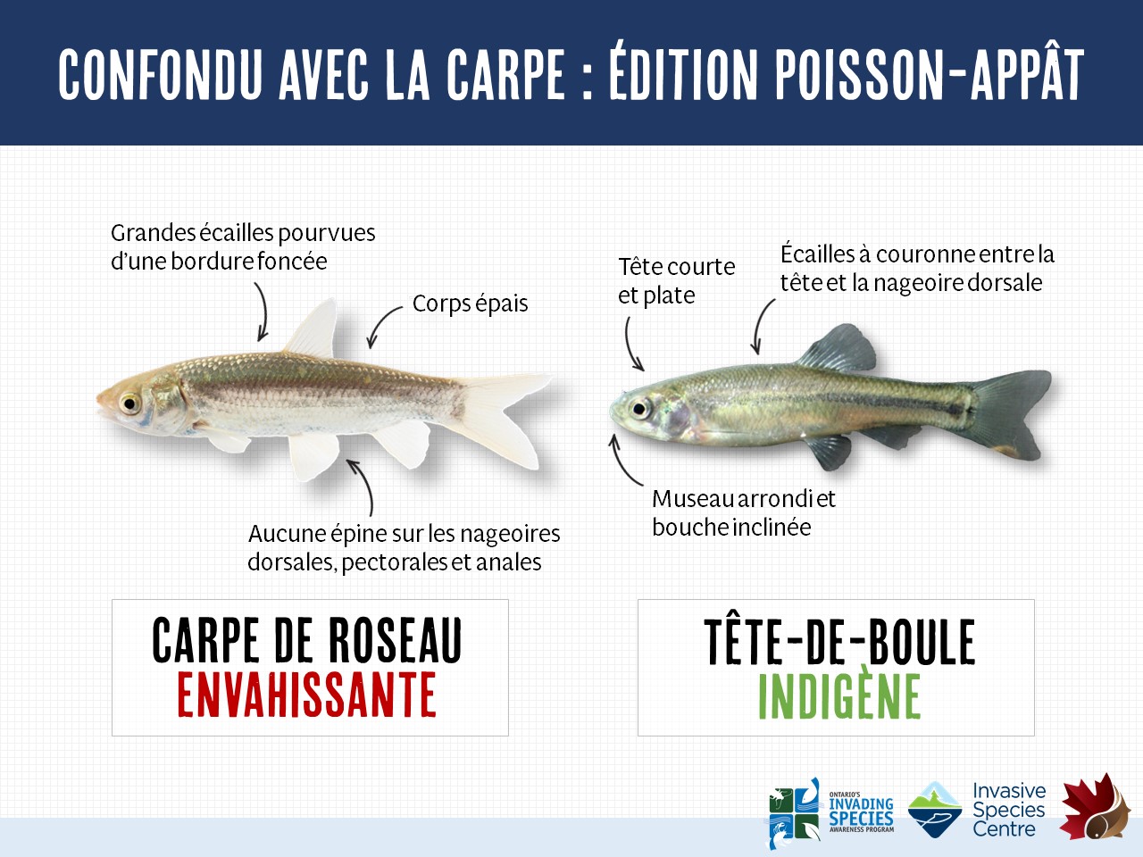 Minnow, Fathead, tête de boule